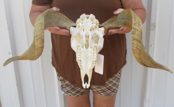 B-Grade African Merino Ram/Sheep Skull with 22-1/2" Horns 