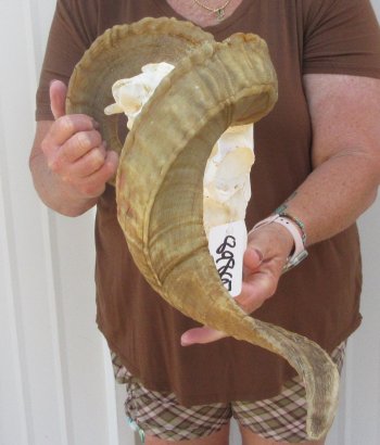 B-Grade African Merino Ram/Sheep Skull with 22-1/2" Horns 