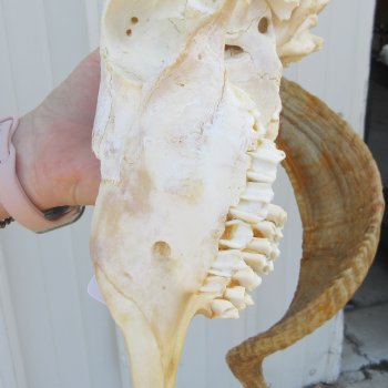 B-Grade African Merino Ram/Sheep Skull with 22-1/2" Horns 