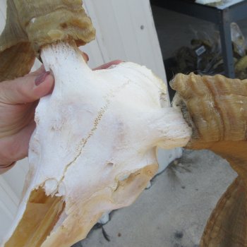 B-Grade African Merino Ram/Sheep Skull with 22-1/2" Horns 