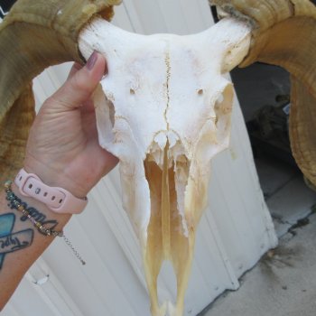 B-Grade African Merino Ram/Sheep Skull with 22-1/2" Horns 