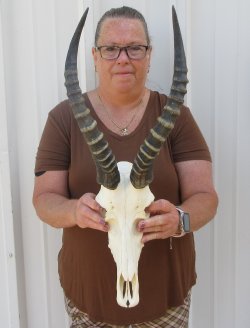 Slight B-Grade Male Blesbok Skull with 15-1/2" Horns