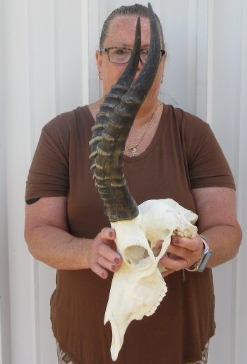 Slight B-Grade Male Blesbok Skull with 15-1/2" Horns