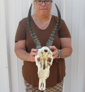 Slight B-Grade Male Blesbok Skull with 15-1/2" Horns