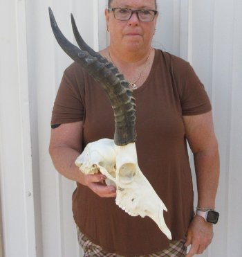Slight B-Grade Male Blesbok Skull with 15-1/2" Horns