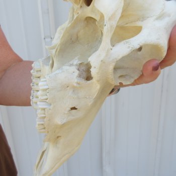 Slight B-Grade Male Blesbok Skull with 15-1/2" Horns