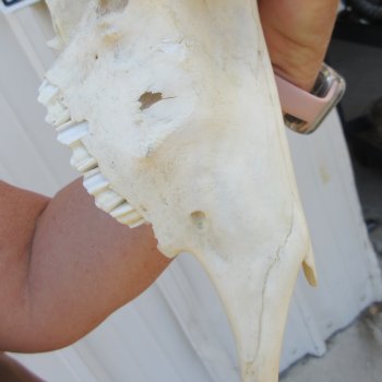 Slight B-Grade Male Blesbok Skull with 15-1/2" Horns