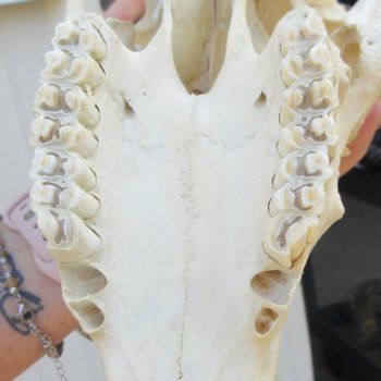 Slight B-Grade Male Blesbok Skull with 15-1/2" Horns