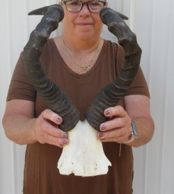 18-1/2" Horns ...
