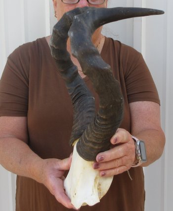 18-1/2" Horns on Female Red Hartebeest Skull Plate