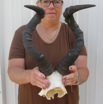 18-1/2" Horns on Female Red Hartebeest Skull Plate