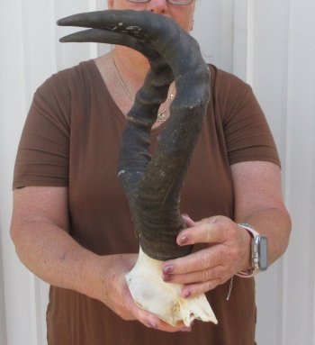 18-1/2" Horns on Female Red Hartebeest Skull Plate