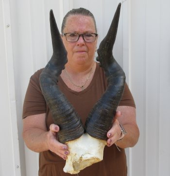 22" Horns on Male Red Hartebeest Skull Plate 