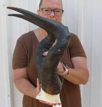 22" Horns on Male Red Hartebeest Skull Plate 