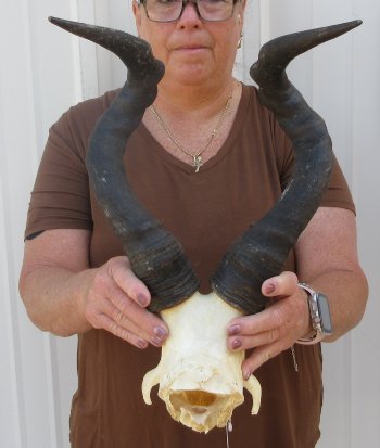 18-1/4" Horns on Female Red Hartebeest Skull Plate