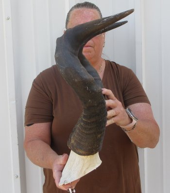 22" Horns on Male Red Hartebeest Skull Plate 