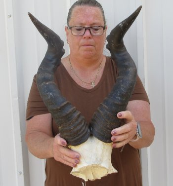 22" Horns on Male Red Hartebeest Skull Plate 