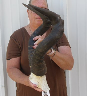 22" Horns on Male Red Hartebeest Skull Plate 