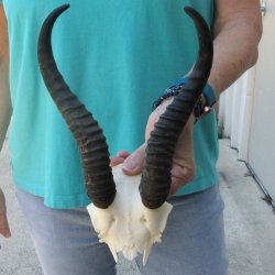 Male Springbok Skull Plate with 9-3/4" Horns