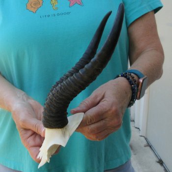 Male Springbok Skull Plate with 9-3/4" Horns