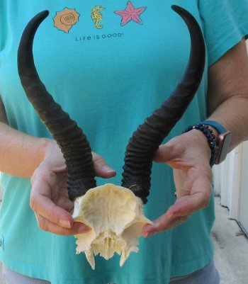 Male Springbok Skull Plate with 9-3/4" Horns