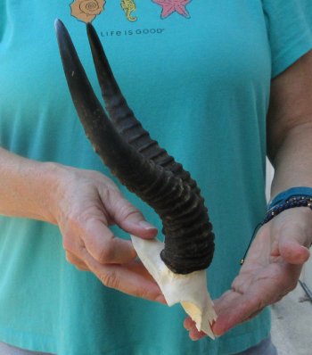 Male Springbok Skull Plate with 9-3/4" Horns