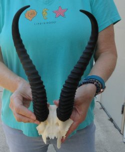 Male Springbok Skull Plate with 11-1/2" Horns