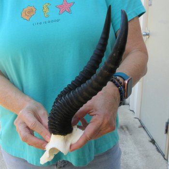 Male Springbok Skull Plate with 11-1/2" Horns
