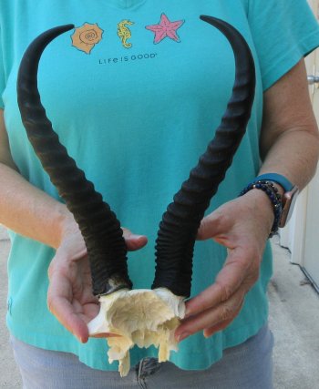 Male Springbok Skull Plate with 11-1/2" Horns