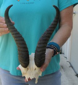 Male Springbok Skull Plate with 10-3/4" Horns