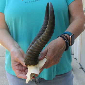 Male Springbok Skull Plate with 10-3/4" Horns