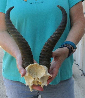 Male Springbok Skull Plate with 10-3/4" Horns