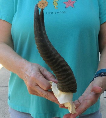 Male Springbok Skull Plate with 10-3/4" Horns