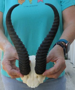 Male Springbok Skull Plate with 11" Horns