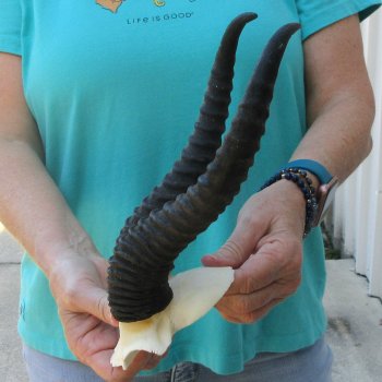 Male Springbok Skull Plate with 11" Horns