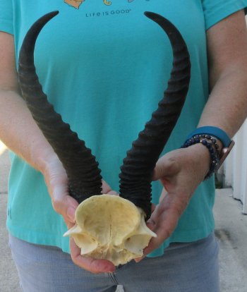 Male Springbok Skull Plate with 11" Horns