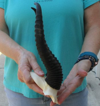 Male Springbok Skull Plate with 11" Horns