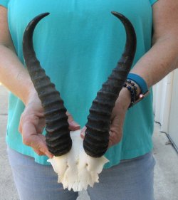 Male Springbok Skull Plate with 10" Horns