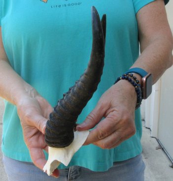 Male Springbok Skull Plate with 10" Horns