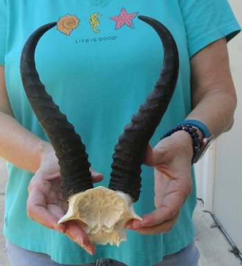 Male Springbok Skull Plate with 10" Horns
