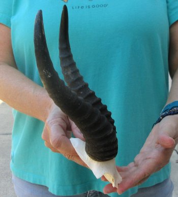 Male Springbok Skull Plate with 10" Horns
