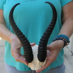 Male Springbok Skull Plate with 10-3/4" Horns
