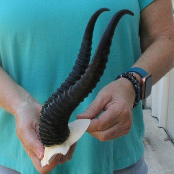 Male Springbok Skull Plate with 10-3/4" Horns
