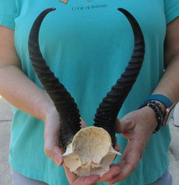 Male Springbok Skull Plate with 10-3/4" Horns