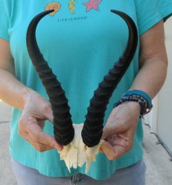 Male Springbok Skull Plate with 11-3/4" Horns