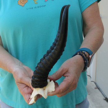 Male Springbok Skull Plate with 11-3/4" Horns