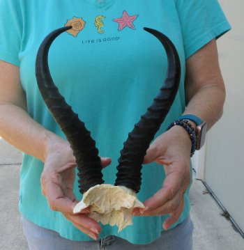 Male Springbok Skull Plate with 11-3/4" Horns
