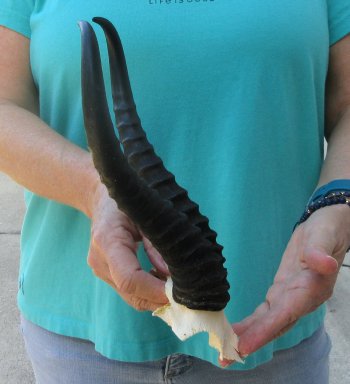 Male Springbok Skull Plate with 11-3/4" Horns