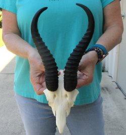 Male Springbok Skull Plate with 10" Horns