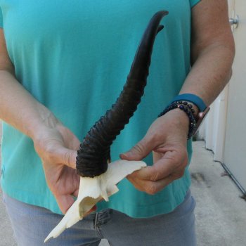 Male Springbok Skull Plate with 10" Horns